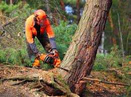 Best Tree Risk Assessment  in Central Islip, NY