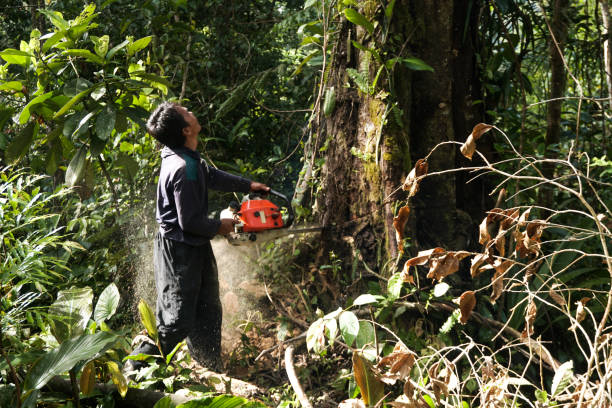 Best Tree Preservation Services  in Central Islip, NY