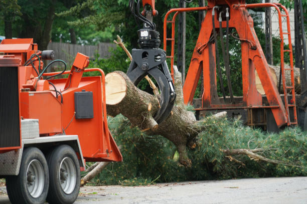 Best Leaf Removal  in Central Islip, NY