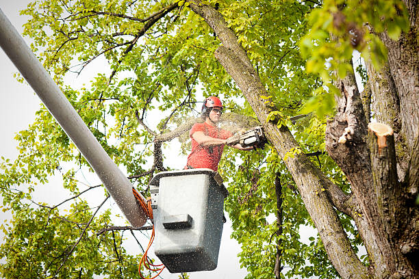 Best Hedge Trimming  in Central Islip, NY