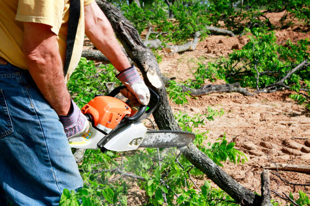 Best Grass Overseeding  in Central Islip, NY
