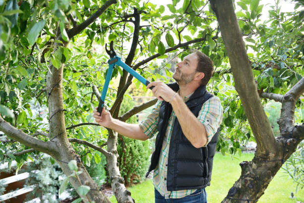 Best Tree Disease Treatment  in Central Islip, NY